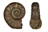 Eotetragonites rossmatteliformis